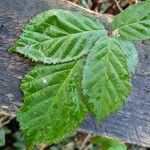 Rubus elegantispinosus Folio