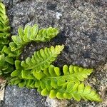 Asplenium marinum Leaf