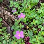 Dissotis rotundifolia Лист