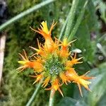 Gurania coccinea Flower