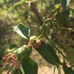 Cassia abbreviata Fruit