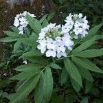 Cardamine heptaphylla Кветка