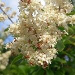 Ligustrum sinenseFlower