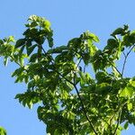 Ulmus rubra Habit