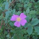 Rosa woodsii Çiçek