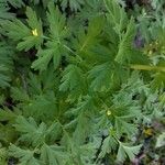 Corydalis nobilis Blüte