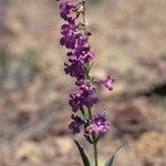 Penstemon secundiflorus Habit