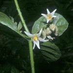 Solanum leucopogon 花