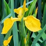 Iris pseudacorus Kvet