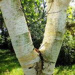 Betula utilis Кора