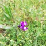 Linaria pelisserianaപുഷ്പം