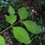 Talisia sylvatica Hoja
