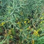 Brassica napus Συνήθη χαρακτηριστικά