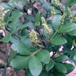 Cunonia pulchella Hábito