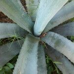 Agave tequilana Habitatea