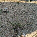Eleocharis acicularis Hoja