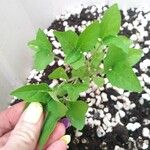 Solanum americanum Foglia