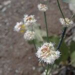 Eriogonum nudum 花