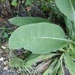 Verbascum thapsus Листок