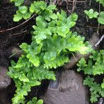Polypodium californicum Hábito