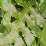 Phymatosorus grossus Leaf