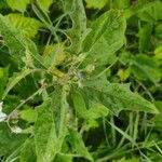 Solanum carolinense Levél