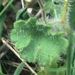 Saxifraga granulata Hoja