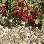 Chenopodium capitatum Fruit