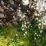 Saxifraga hirsuta Hábito