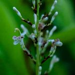 Alpinia galanga फूल