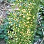 Asparagus densiflorus花