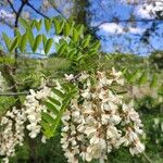 Robinia pseudoacacia花