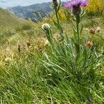 Centaurea uniflora Habit