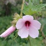 Pavonia urens Flor