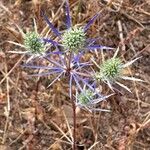 Eryngium tenue Habitat