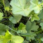 Alchemilla filicaulis ഇല