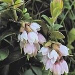 Vaccinium vitis-idaea Flower