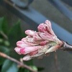 Viburnum × bodnantense Blomma