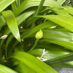 Agapanthus africanus Leaf