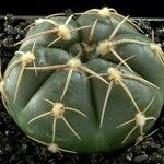 Gymnocalycium uruguayense