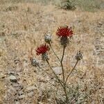 Centaurea pubescens Hábito