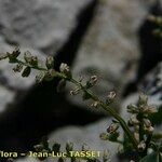 Dioscorea pyrenaica Цветок
