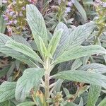 Echium callithyrsum Leaf