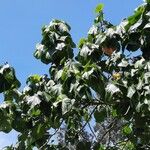 Hibiscus tiliaceus Blatt