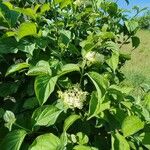 Cornus sanguineaLeaf