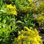 Sedum praealtum Cvet