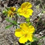 Potentilla pyrenaica Other