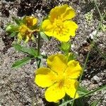 Potentilla pyrenaica Flower