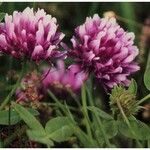 Trifolium wormskioldii عادت