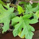 Solanum capsicoides Folla